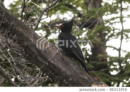 Magellanic Woodpecker in Patagonian forest environment, Los Glaciares National Park, Santa Cruz, Argentina 96313958