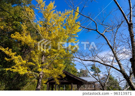 Keihanna Commemorative Park Blue sky over yellow ginkgo and leafless cherry blossoms Keihanna Commemorative Park Blue sky over yellow ginkgo and leafless cherry blossoms 96313971