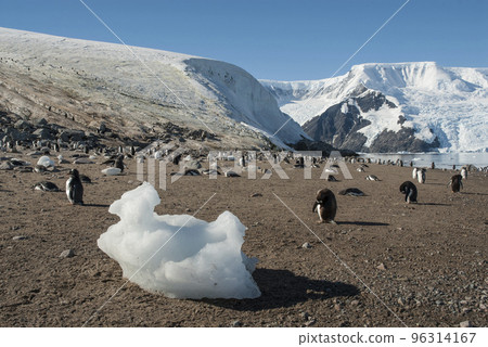 Gentoo Penguin,on an antarctic beach, Neko harbour,Antartica Gentoo Penguin,on an antarctic beach, Neko harbour,Antartica 96314167