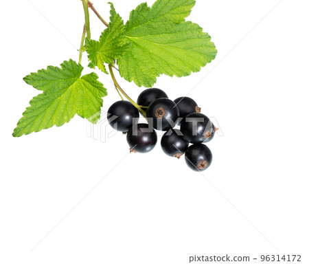 Black currant on white. 96314172