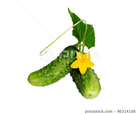 Cucumber isolated on white. Cucumber isolated on white. 96314186