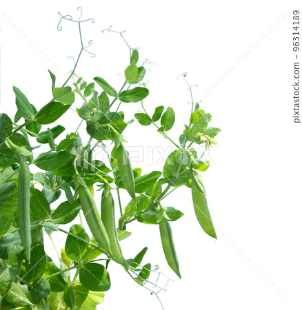 Growing green pea Growing green pea 96314189