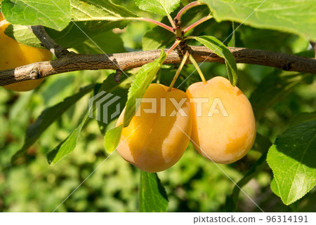 Plum branch tree. Plum branch tree. 96314191