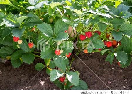 Strawberry plant in garden. Strawberry plant in garden. 96314193