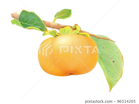 彩色鉛筆劃柿子與樹枝 彩色鉛筆劃柿子與樹枝 96314205