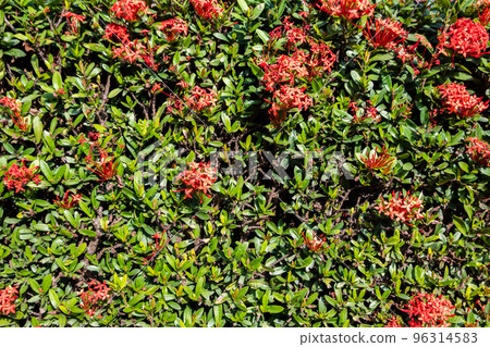 green wall fence background green wall fence background 96314583