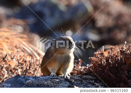 Pikachu rabbit 96315160