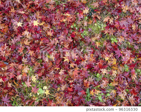 Fallen wet autumn leaves Fallen wet autumn leaves 96316330