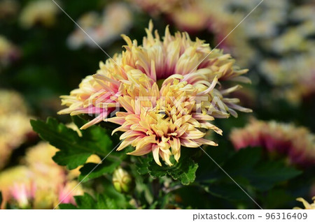 秋季盛開的盆栽植物、噴霧菊(西洋菊) 秋季盛開的盆栽植物、噴霧菊(西洋菊) 96316409