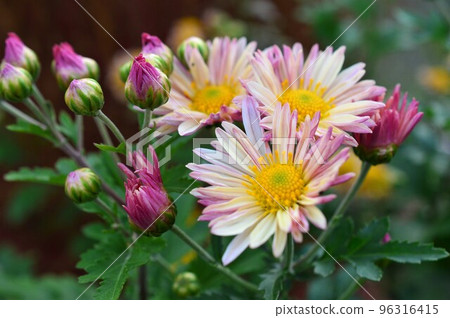秋季盛開的盆栽植物、噴霧菊(西洋菊) 秋季盛開的盆栽植物、噴霧菊(西洋菊) 96316415