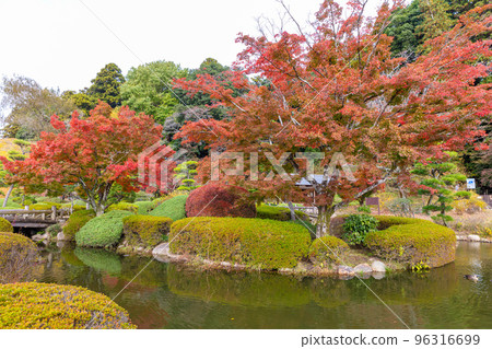 Autumn leaves in Kairakuen Park 96316699