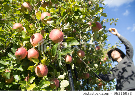 Farmer harvesting apples 96316988