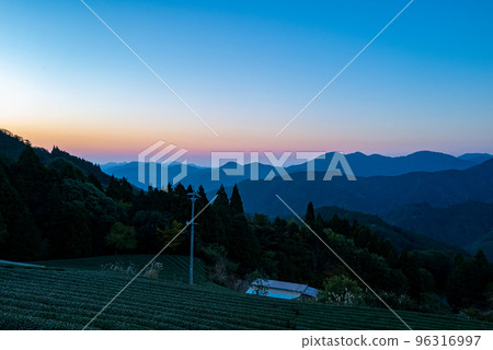 Teafield at dawn Teafield at dawn 96316997