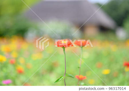 紅色jiniya花 紅色jiniya花 96317014