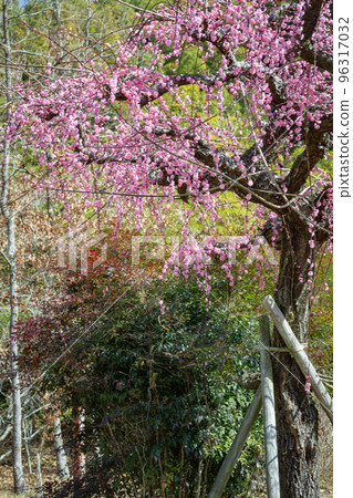 藤川天神垂枝梅(菅原神社) 藤川天神垂枝梅(菅原神社) 96317032