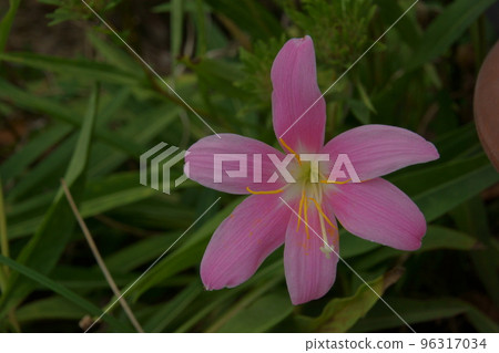 夏季水仙花 夏季水仙花 96317034