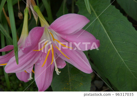 夏季水仙花 96317035