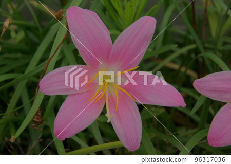 夏季水仙花 夏季水仙花 96317036