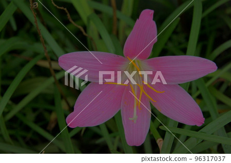 夏季水仙花 夏季水仙花 96317037