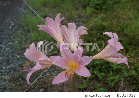 夏季水仙花 夏季水仙花 96317038