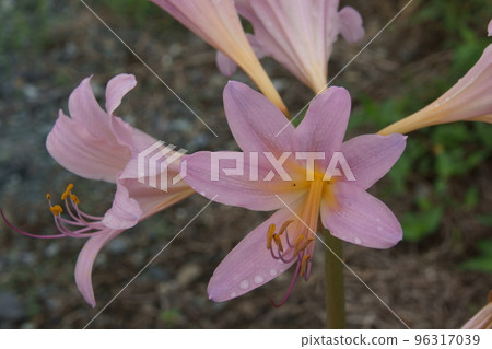 夏季水仙花 夏季水仙花 96317039
