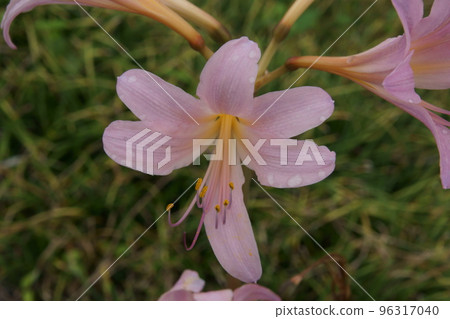 夏季水仙花 夏季水仙花 96317040