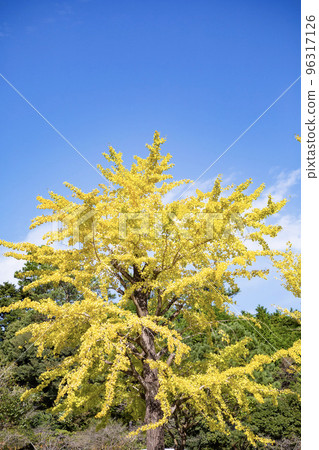 變黃的銀杏樹葉 96317126