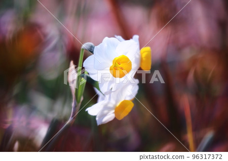 開花在春天庭院裡的白色水仙花 開花在春天庭院裡的白色水仙花 96317372