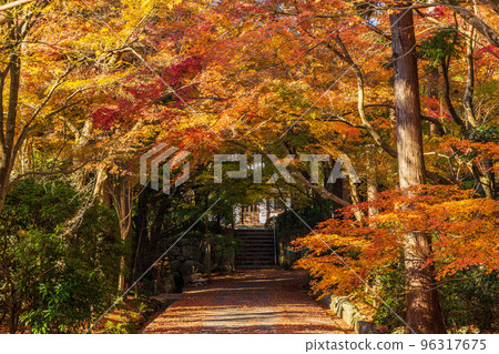 Autumn in the ancient capital of Kyoto World heritage Ryoan-ji temple with autumn leaves 96317675
