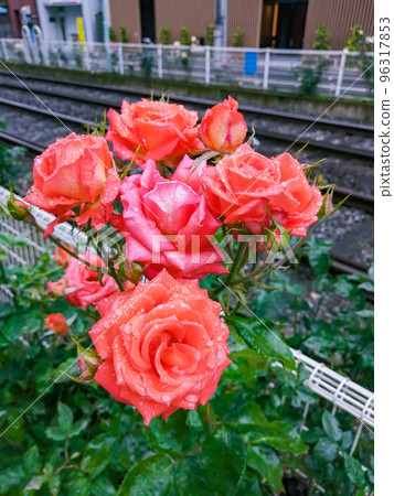 Rose flowers that bloom like a bouquet 96317853