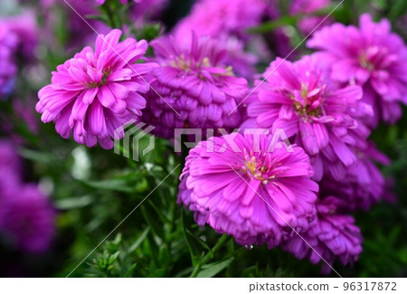 Double Peacock Aster 96317872