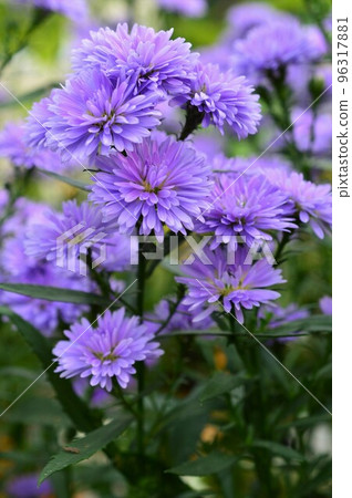 peacock aster (peafowl) purple 96317881