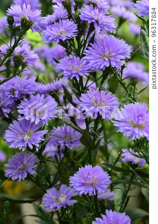 peacock aster (peafowl) purple 96317884