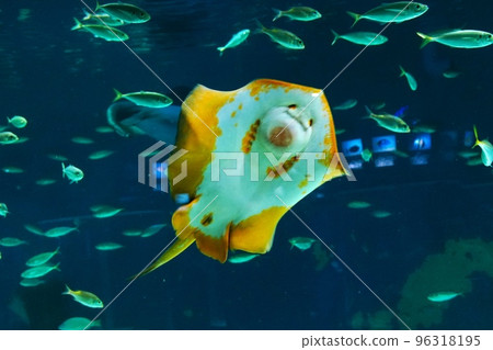 stingray in aquarium stingray in aquarium 96318195