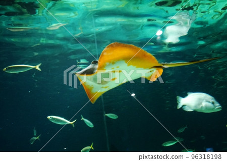 水族館中的黃貂魚 水族館中的黃貂魚 96318198