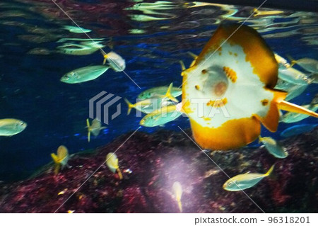 水族館中的黃貂魚 96318201