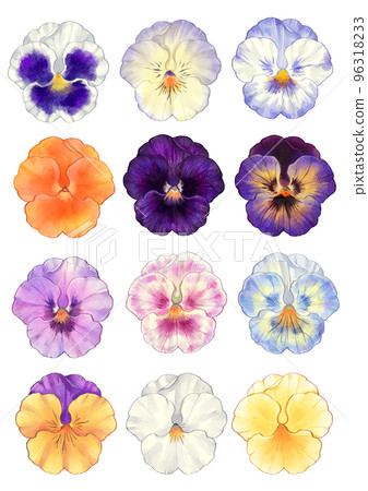 watercolor pansy 96318233