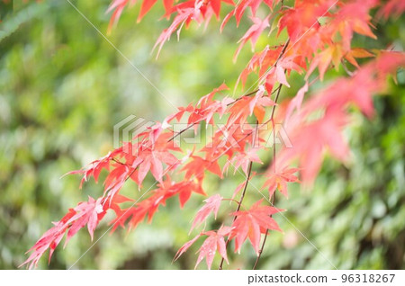 Weeping maple leaves in autumn Weeping maple leaves in autumn 96318267