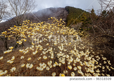 Tanzawa mountain range and Gongen mountain ridge line seen from the mitsumata colony 96318509