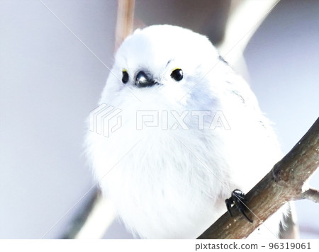 生活在北海道的可愛長尾長尾山雀 96319061