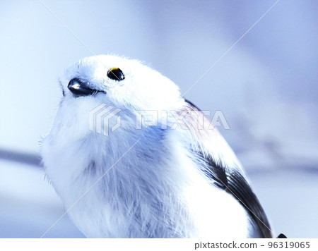 Cute long-tailed long-tailed tit that lives in Hokkaido Cute long-tailed long-tailed tit that lives in Hokkaido 96319065