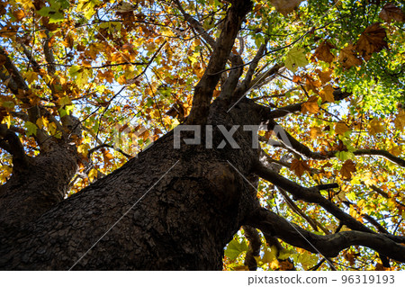 在紅葉閃耀的光之丘公園散步 在紅葉閃耀的光之丘公園散步 96319193