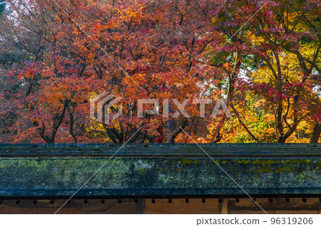 秋天在京都古都世界遺產 Ryoanji 岩石花園與秋葉 秋天在京都古都世界遺產 Ryoanji 岩石花園與秋葉 96319206