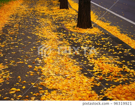 Late autumn Ginkgo biloba trees 96319921