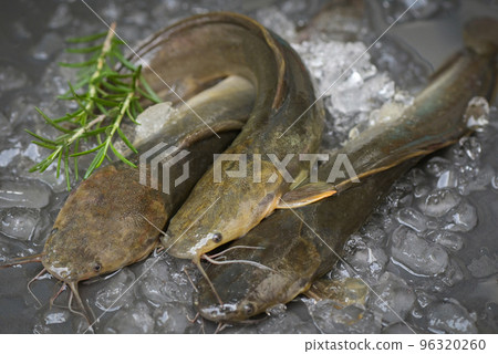 catfish on ice in the fish market, fresh raw catfish freshwater fish, catfish for cooking food, fish with ingredients herb rosemary catfish on ice in the fish market, fresh raw catfish freshwater fish, catfish for cooking food, fish with ingredients herb rosemary 96320260