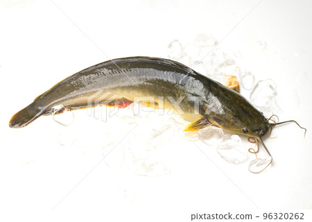catfish isolated on white background, fresh raw catfish freshwater fish on ice, catfish for cooking food fish catfish isolated on white background, fresh raw catfish freshwater fish on ice, catfish for cooking food fish 96320262