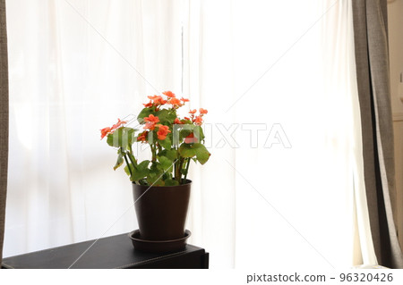 Riegers begonia of indoor management grown in the sunlight through the lace curtain. Riegers begonia of indoor management grown in the sunlight through the lace curtain. 96320426
