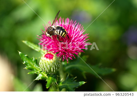 薊和蜜蜂 96320543