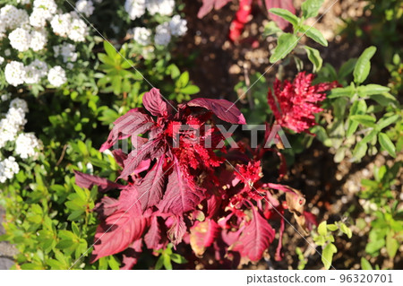 日本秋季花園中盛開的白雪蓮花和紅雞冠花 日本秋季花園中盛開的白雪蓮花和紅雞冠花 96320701