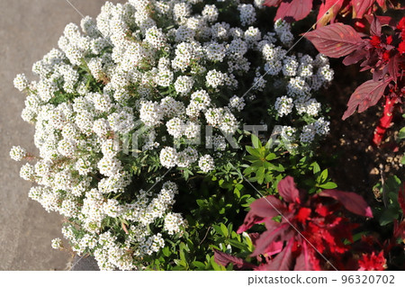 日本秋季花園中盛開的白雪蓮花和紅雞冠花 日本秋季花園中盛開的白雪蓮花和紅雞冠花 96320702